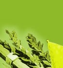 Sukkot